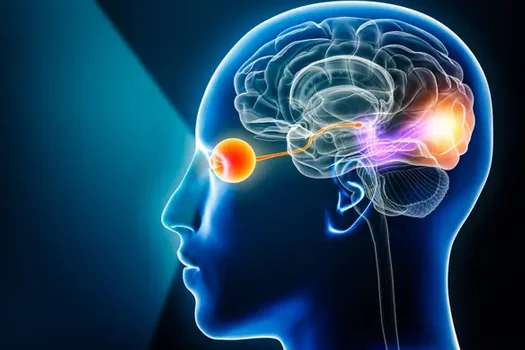 Vision une collaboration entre les yeux et le cerveau