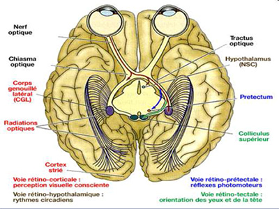 gn cerveau